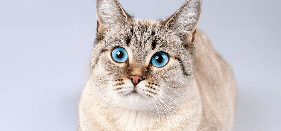 Cat Adoption Guide