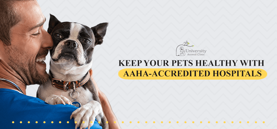 The Benefits Of Choosing An AAHA Vet