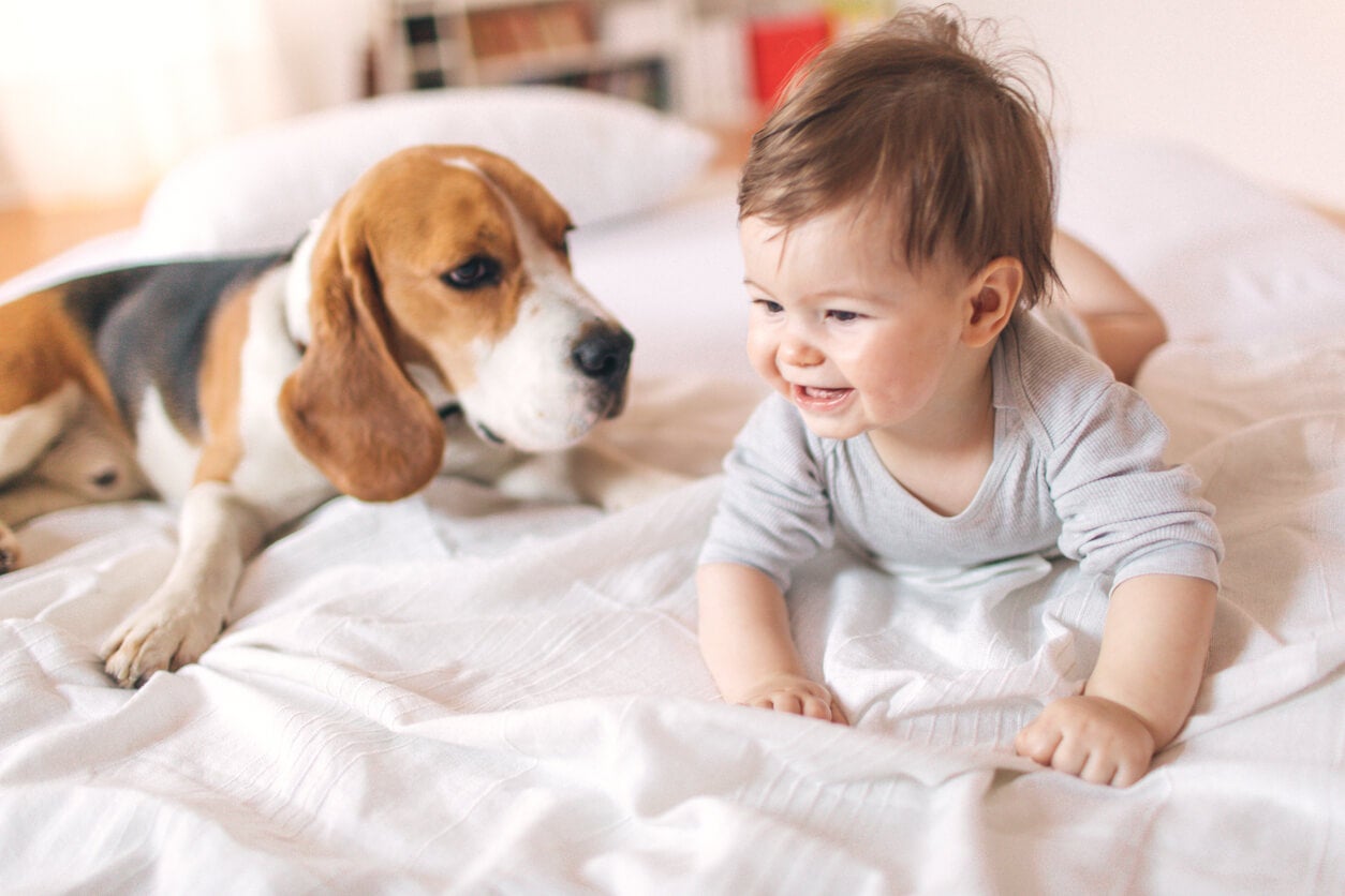 How To Introduce Your Pet To Your New Baby