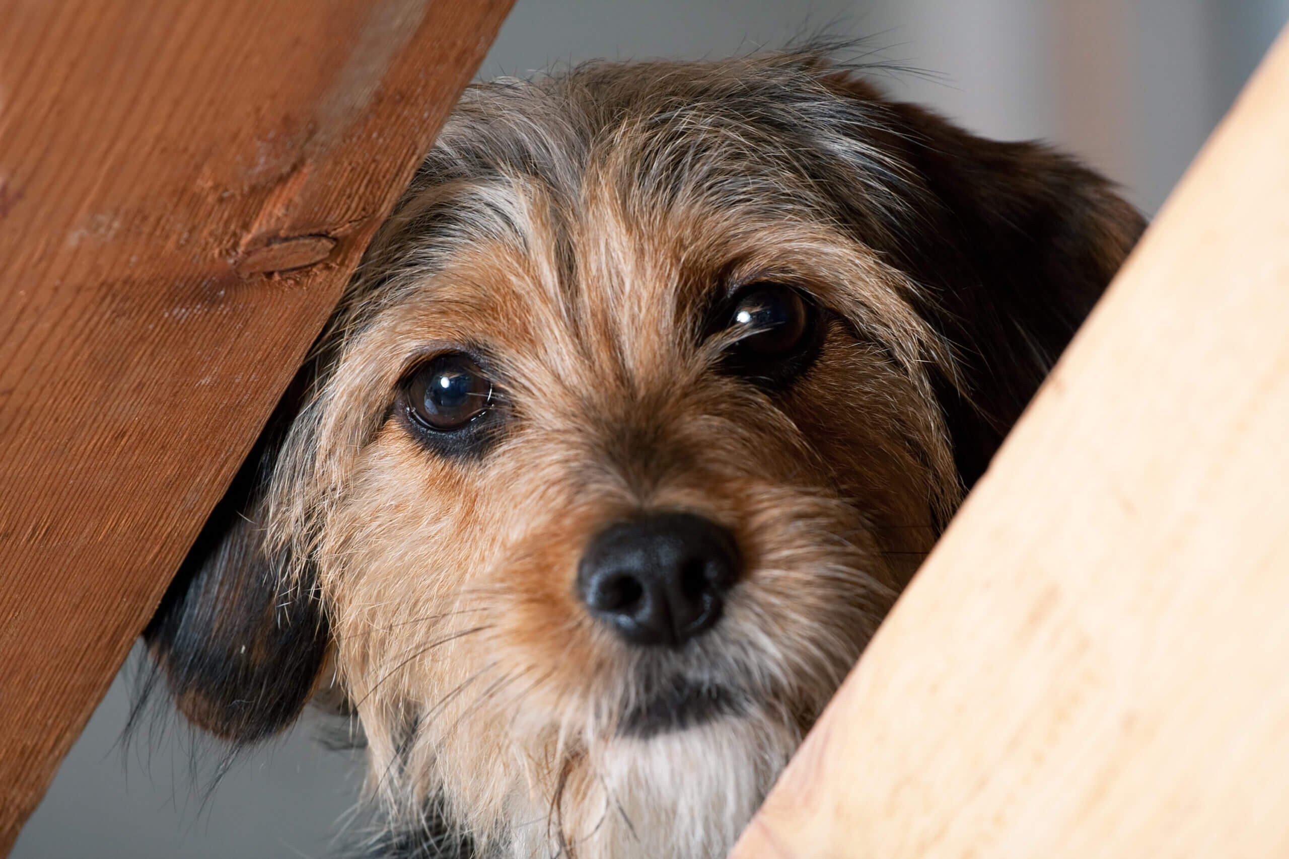 mixed breed dog