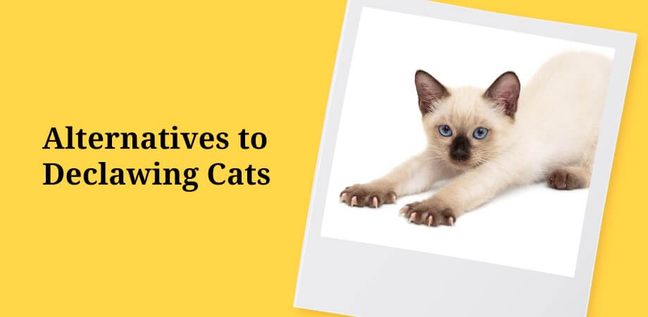 Alternatives To Declawing Cats