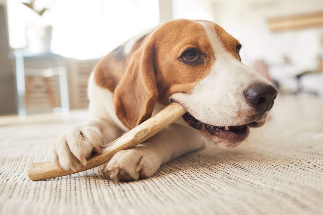Pet Dental Disease: Prevention Is Key