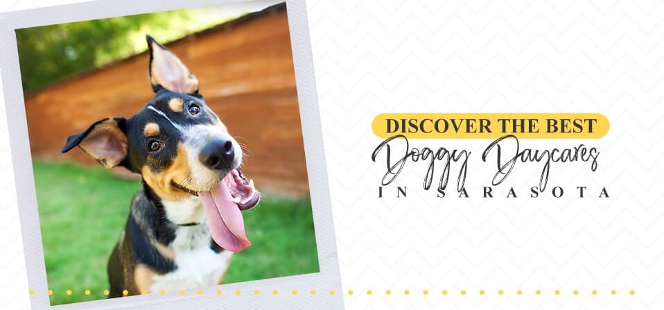 Discover The Best Doggy Daycares In Sarasota