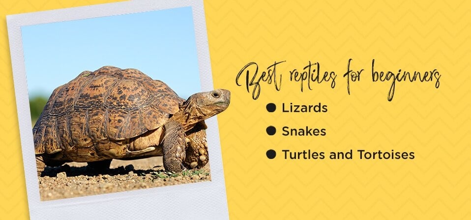 Reptiles: Cold-Blooded, Not Cold-Hearted