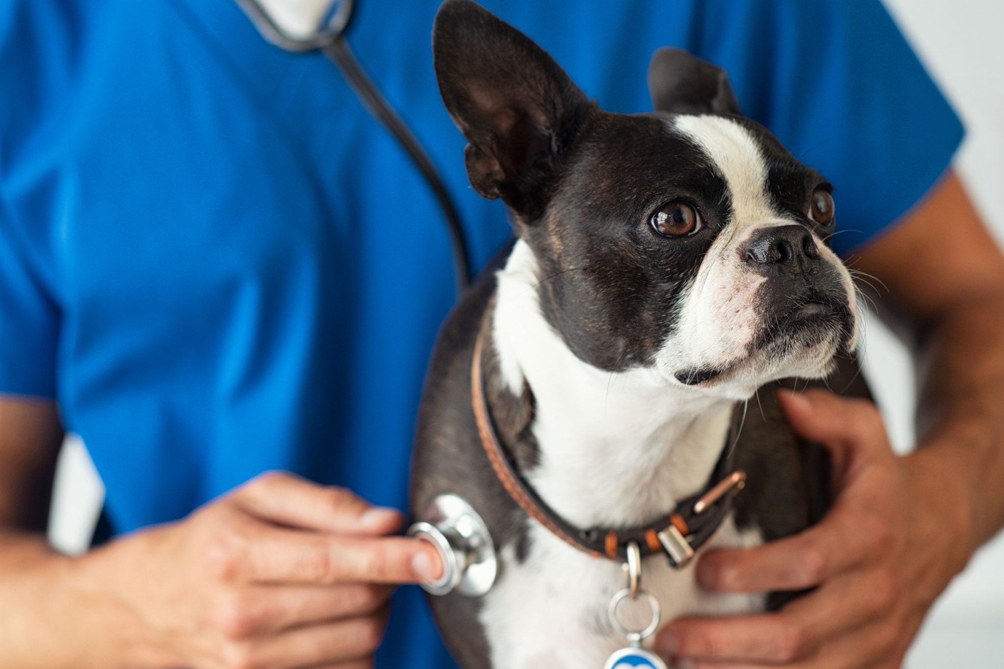 Why Are Digital X-Rays Important For Animals?