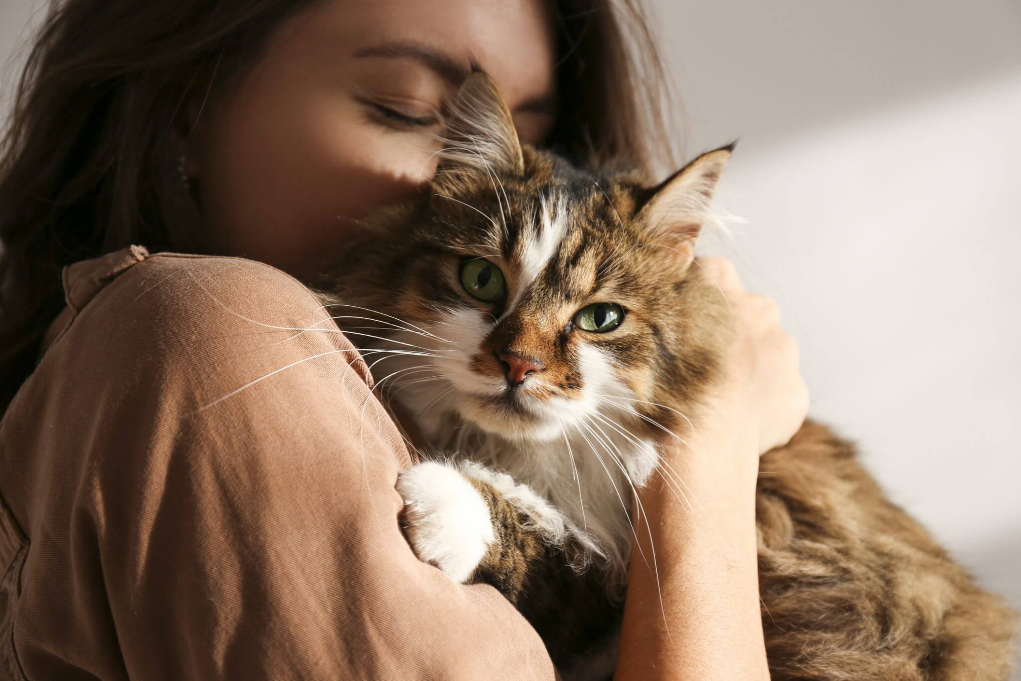 The Best Cat Breeds For First-Time Cat Owners