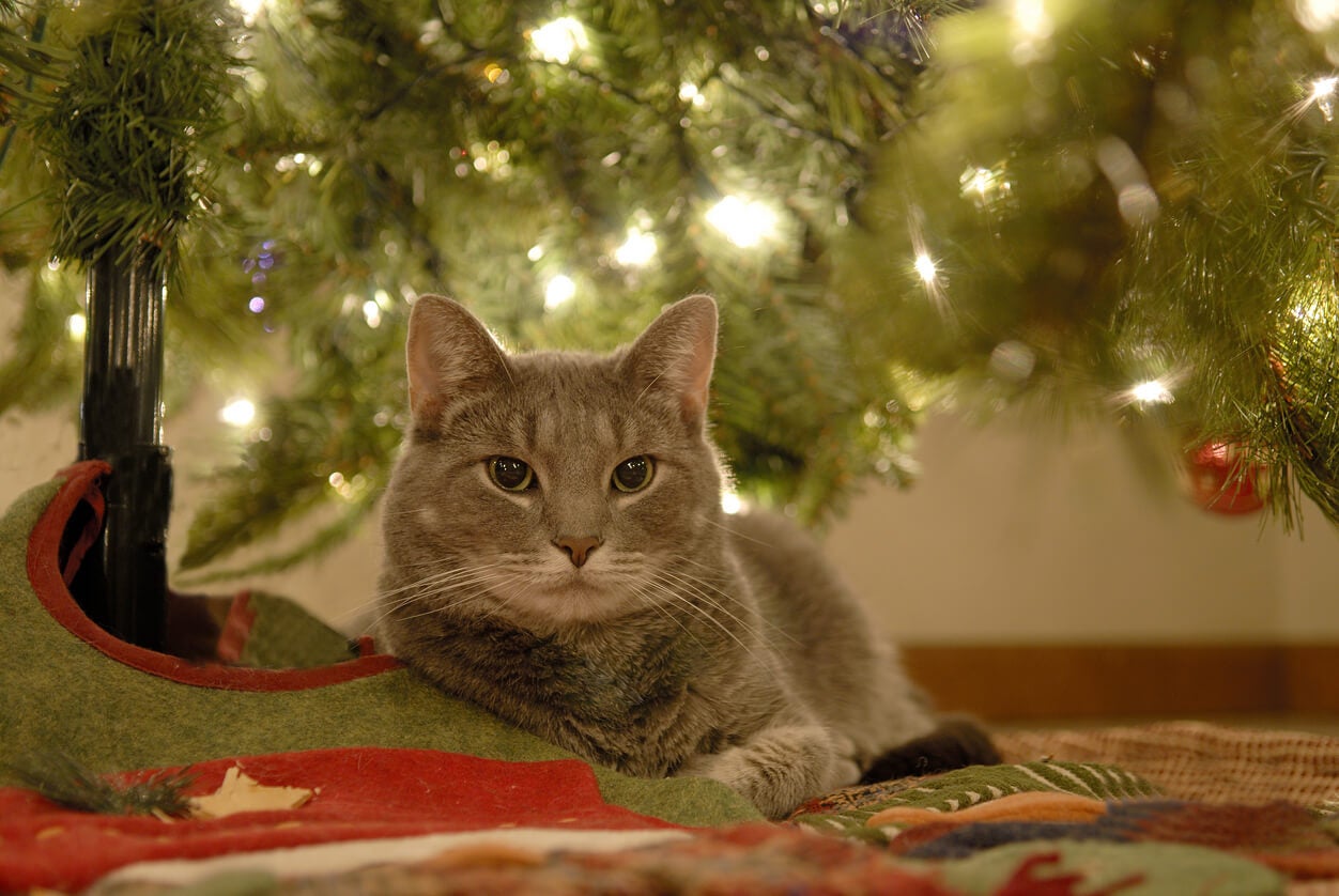 Cat Versus The Christmas Tree