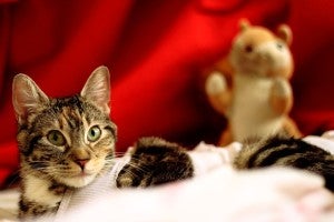 Tips For A Safe New Years And Holiday For Your Pets