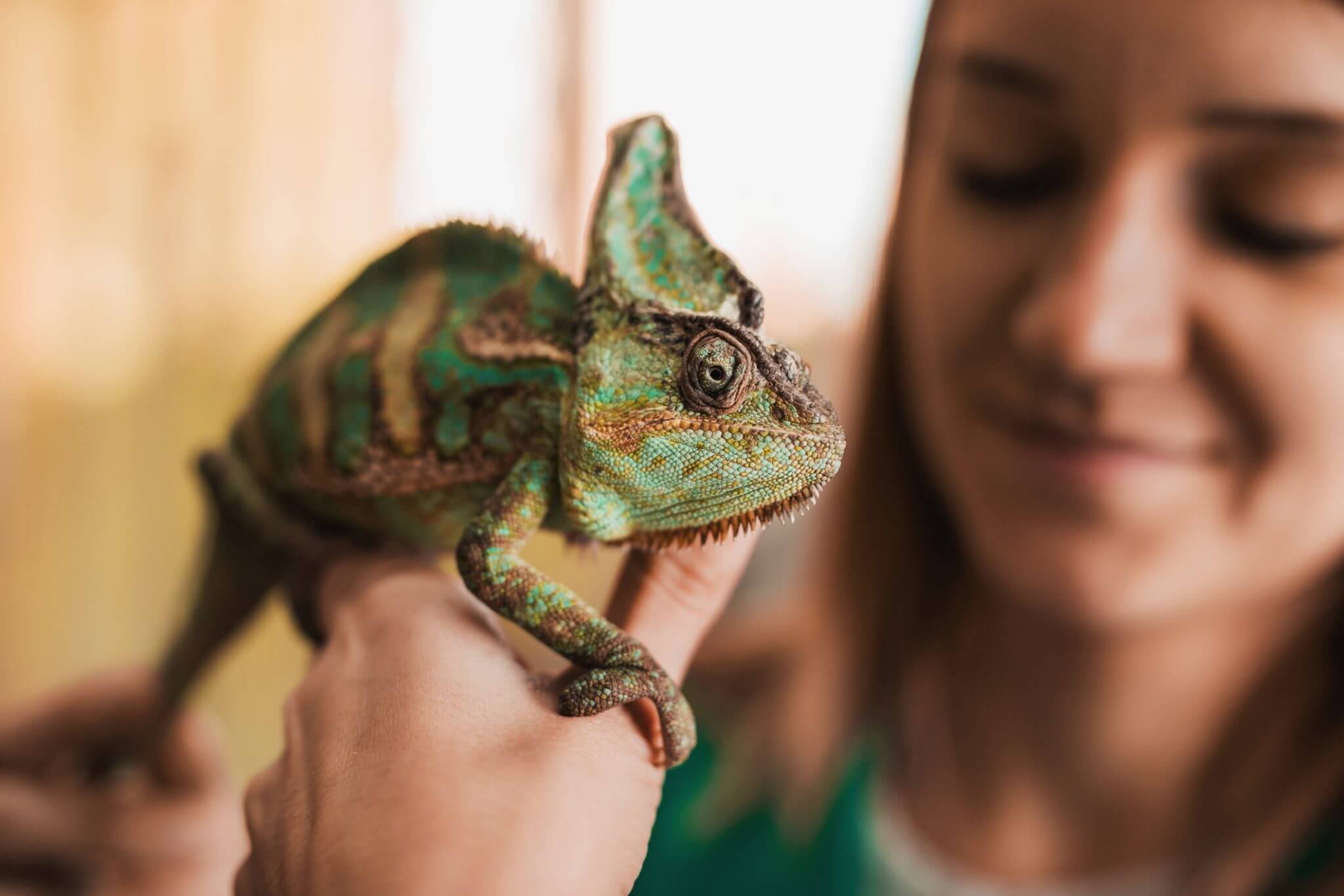 Frequently Asked Questions About Reptile Husbandry