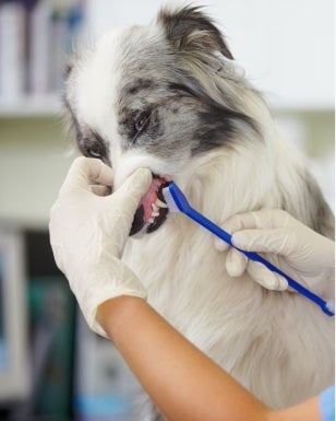 Pet Dental Care in Lakewood Ranch, Florida