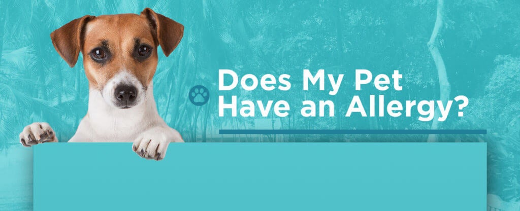 Does My Pet Have An Allergy?