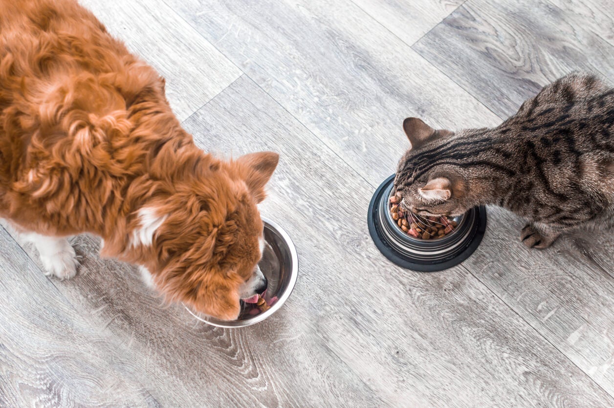 Food For Thought: How To Correctly Feed Your Dog & Other Pets