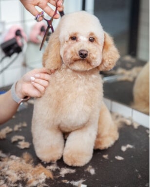 Grooming