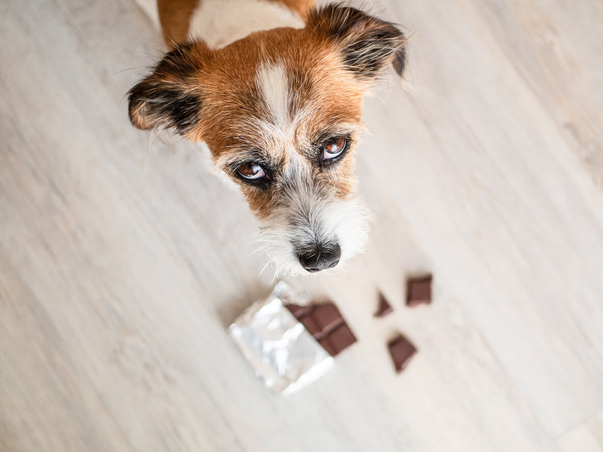 Pets And Chocolate: A Scary Combination!