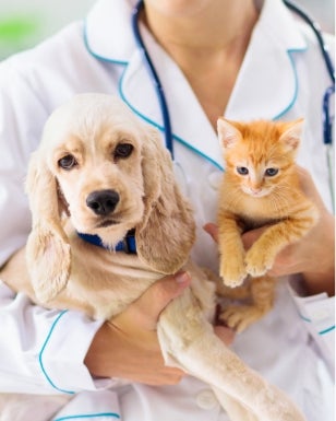 Flea and Tick Prevention in Lakewood Ranch, Florida