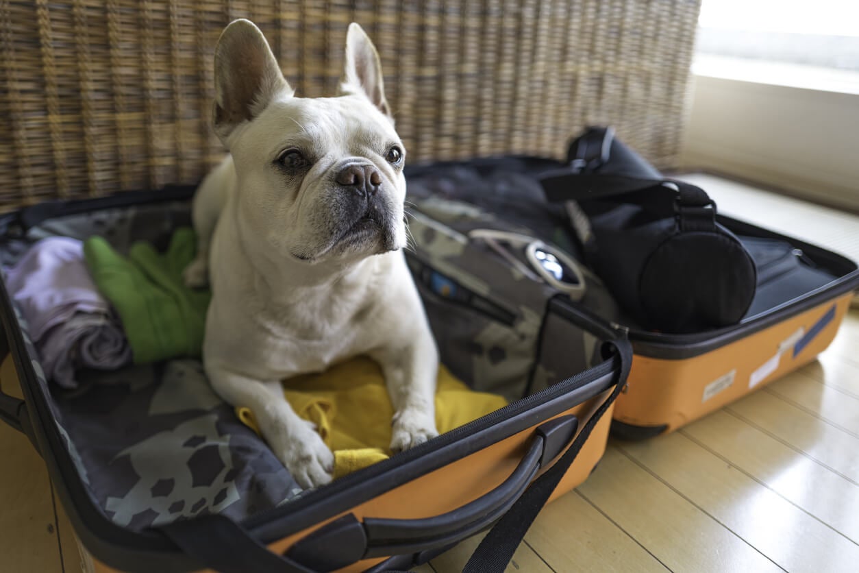 How To Travel With Your Pets
