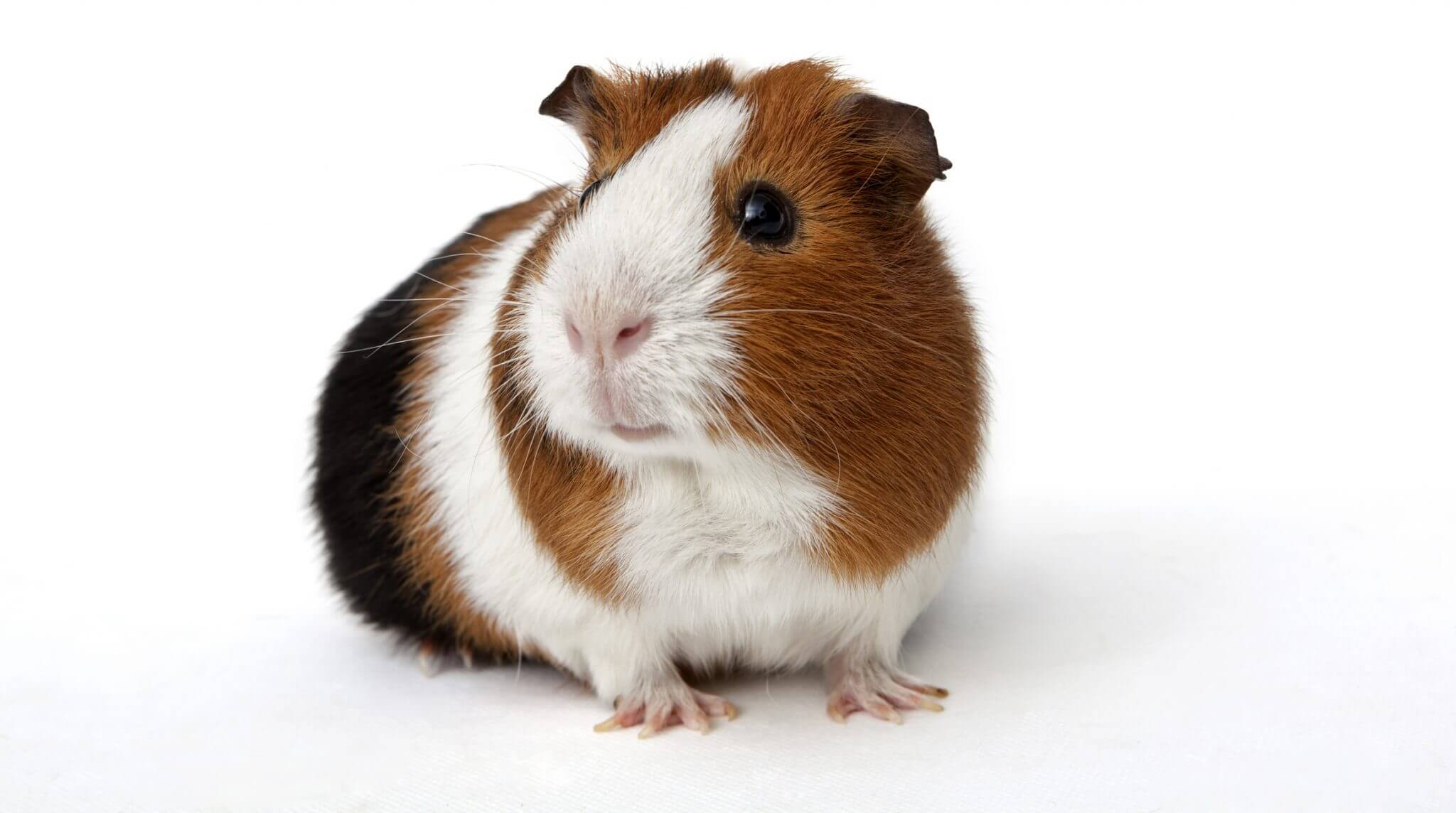 The Best Pets For Kids