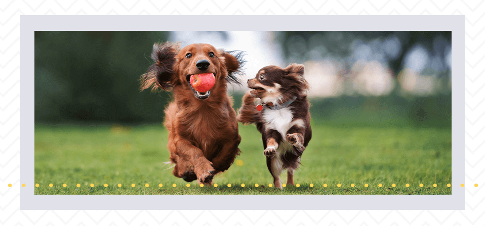 How To Meet Pet Owners In Sarasota, FL