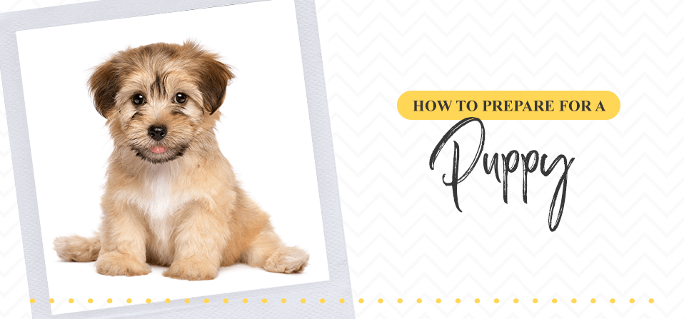 How To Prepare For A Puppy