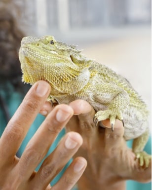 Reptile Care