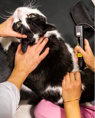 Laser Therapy in Lakewood Ranch, Florida