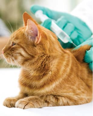 Pet Vaccinations in Lakewood Ranch, Florida