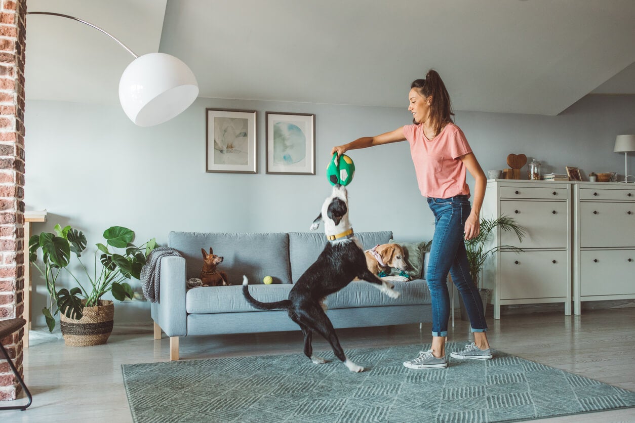 Pets Need Exercise Too
