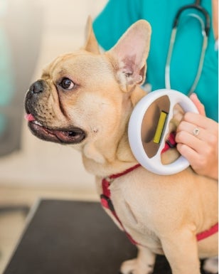Veterinary Services For Dogs