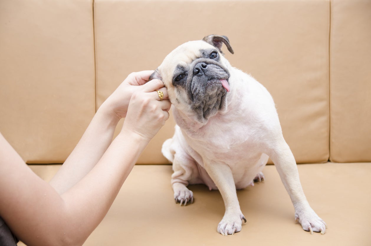How To Properly Clean Your Dog’s Ears