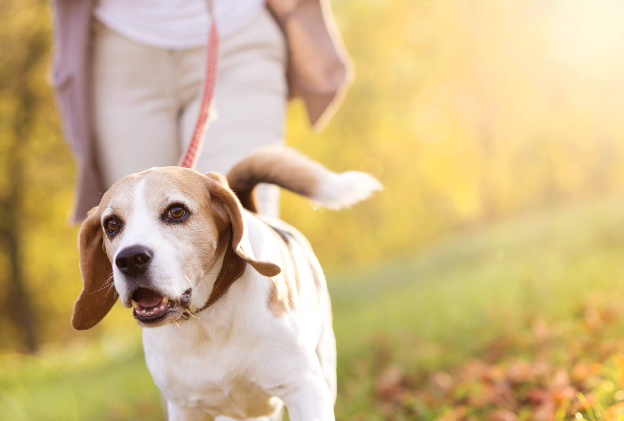 How To Recognize Arthritis In Dogs