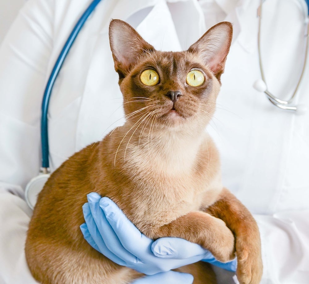 Veterinary Services