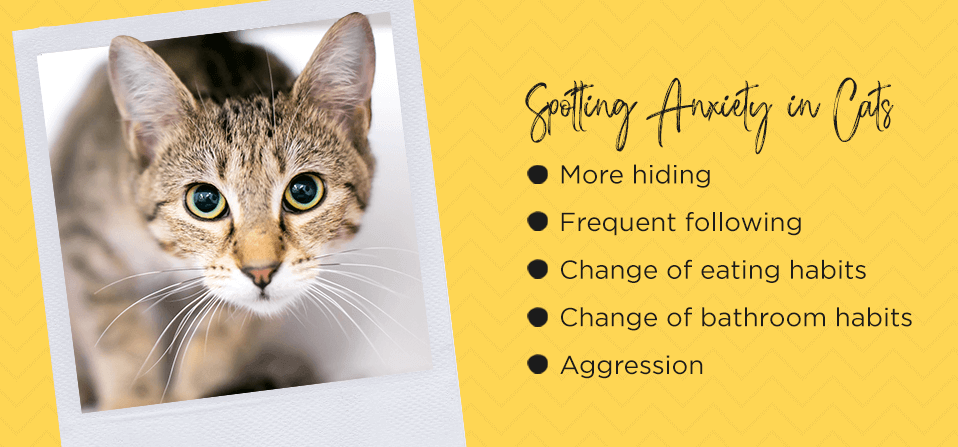 Signs Of Anxiety In Cats