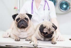 Vital Pet First Aid Tips To Help Keep Your Pet Healthy And Safe