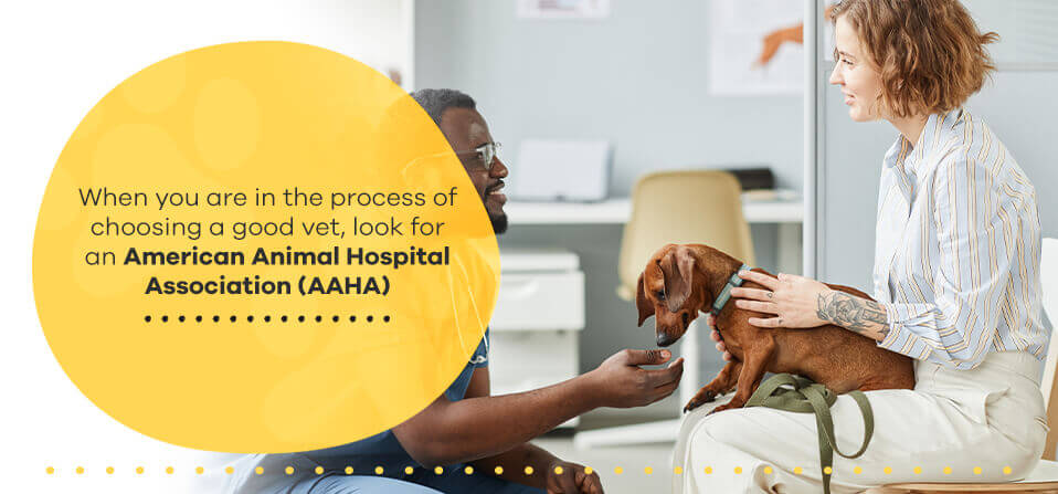 How To Find The Best Vet