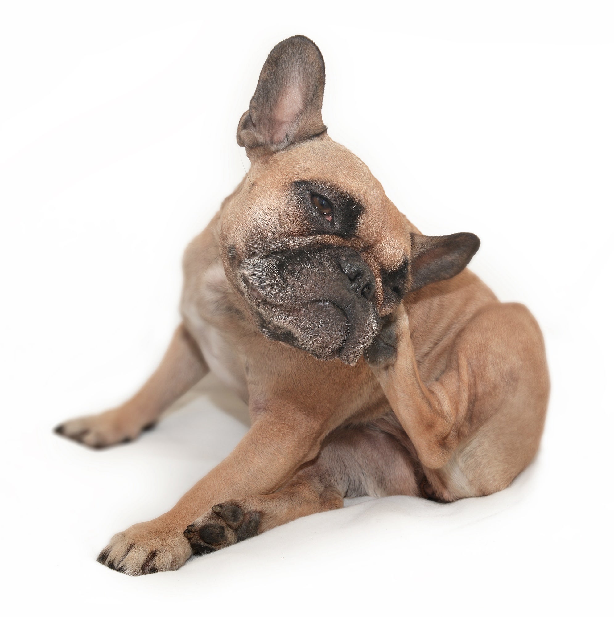 Dermatology for Pets in Lakewood Ranch, Florida