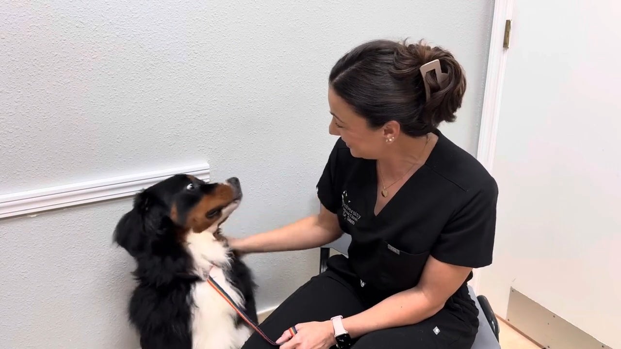Dog Flea & Tick - What You Need to Know