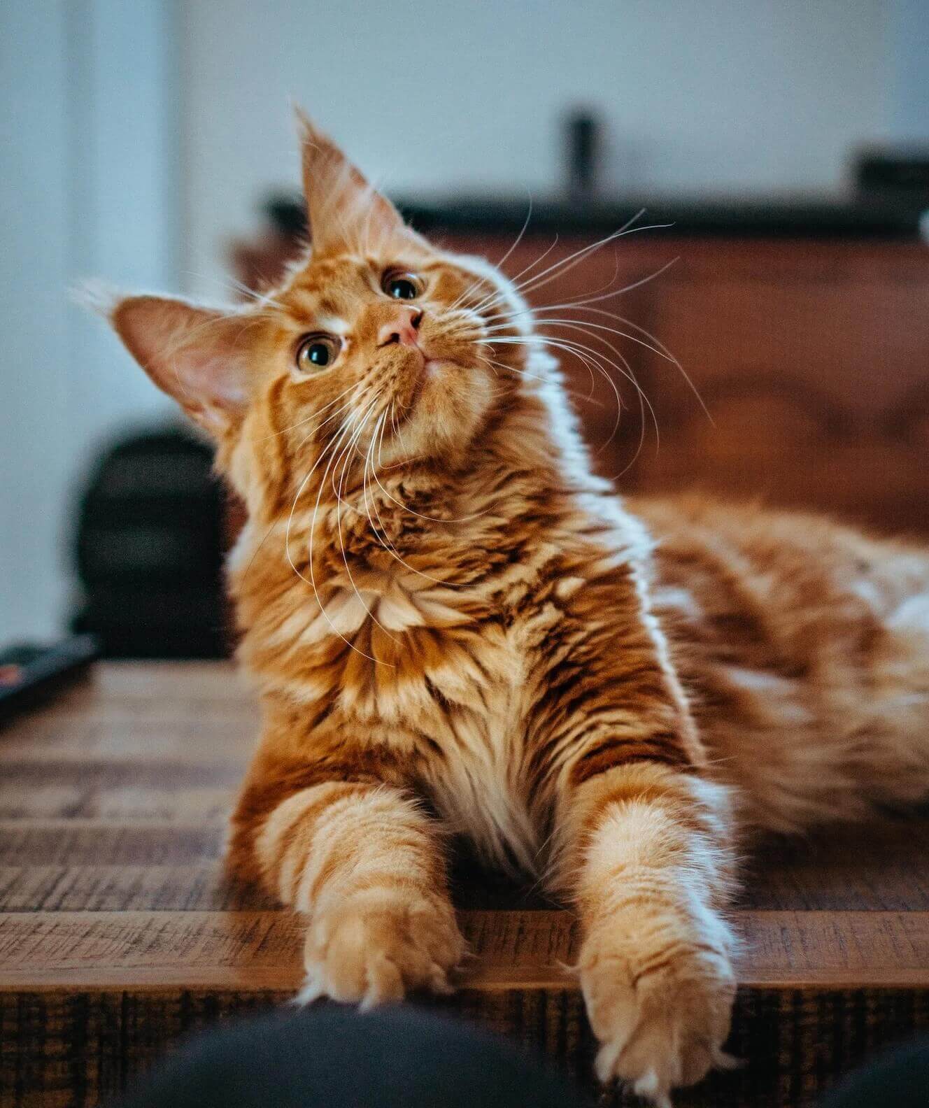 Veterinary Services For Cats