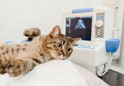 Pet Ultrasounds in Sarasota, FL