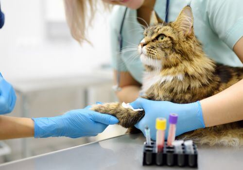 Cat Lab Work in Sarasota, FL