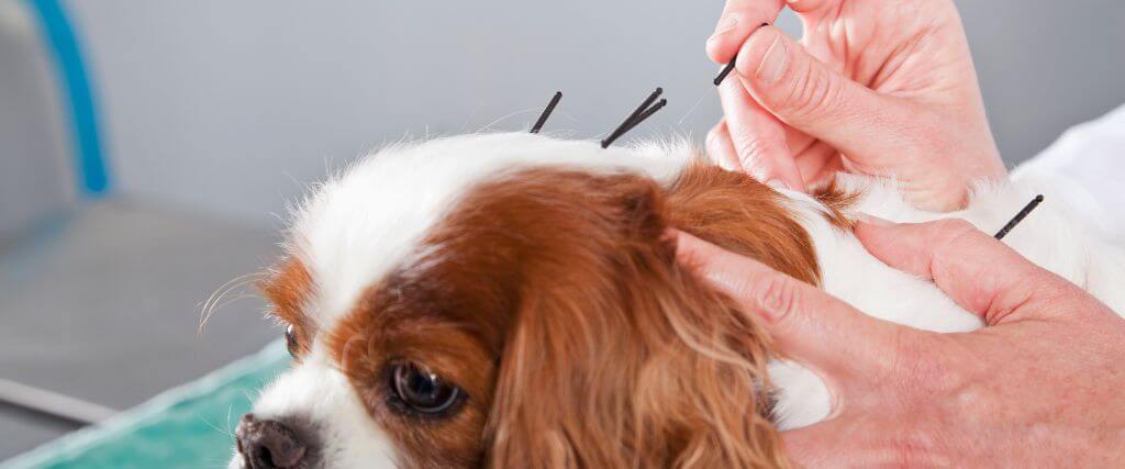 Dog Acupuncture in Sarasota, FL