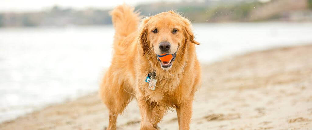 Exploring More About Dog Grooming