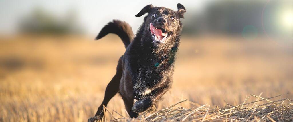 Puppy Care - Understanding Puppy Training
