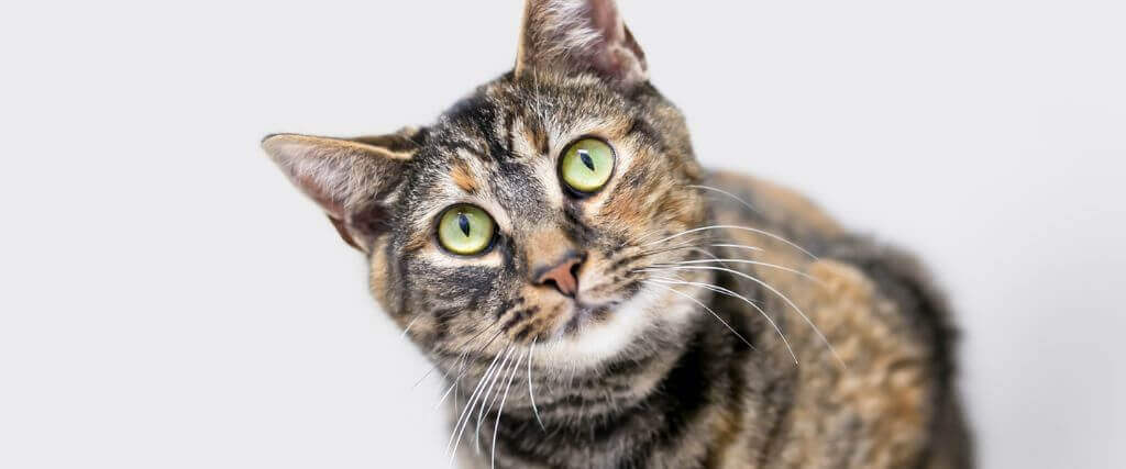 Establishing Truths Regarding Feline Heartworm Disease