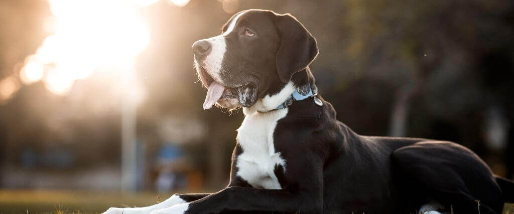How Laparoscopic Gastropexy Prevents Bloat: What Every Dog Owner Should Know