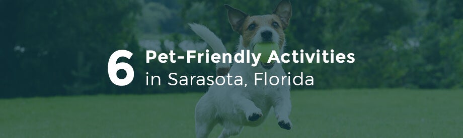 pet-friendly-activities