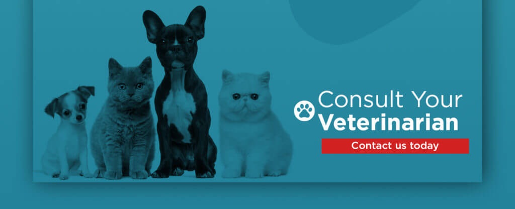 5-Consult-Your-vet-2