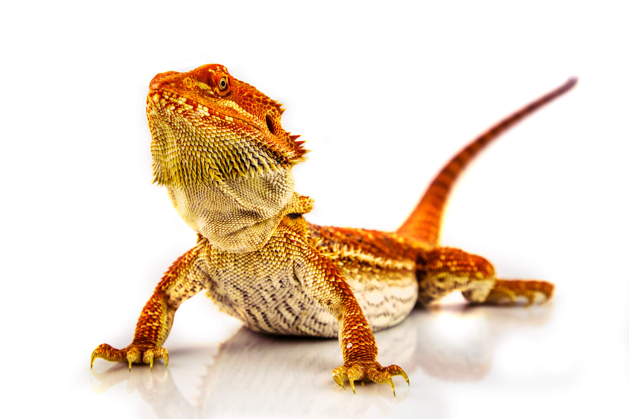 Bearded-dragon-white-background