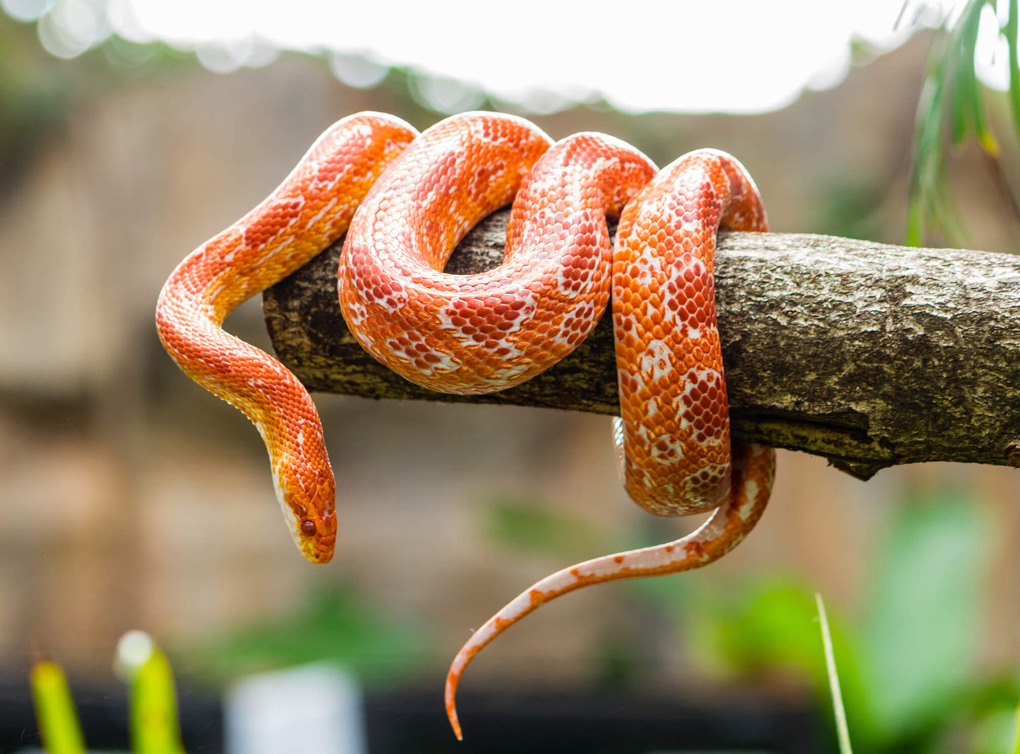 Corn-snake