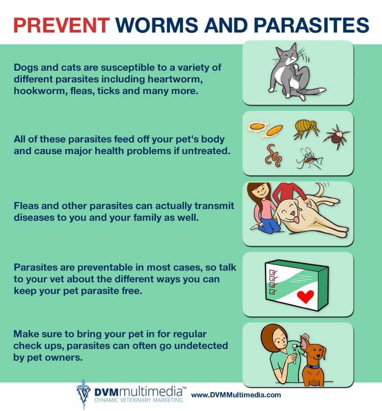 DVM-Parasites