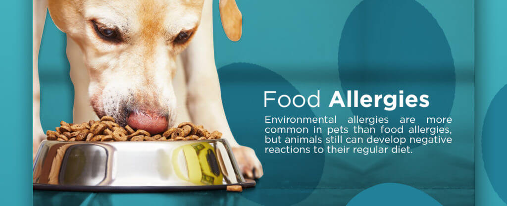 Food-Allergies-in-pets